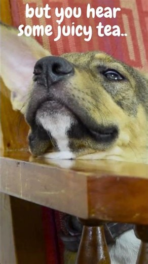 (FUNNY) Dog Wakes Up for Gossip 🐶 #vibewars #shorts #shortvideo #shortsfeed