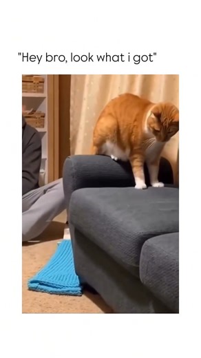 Brutal Humors on Instagram: "This video captures a surprising and chaotic indoor moment where a cat’s "gift" to its companion leads to a hilarious overreaction. ​The Subject ​Two cats are in a living room: a tabby cat wearing a collar and a larger ginger-and-white cat lounging on its back on the carpet. A person is sitting nearby, watching the interaction. The tabby cat approaches the resting ginger cat and drops a small, dark object—which appears to be a mouse—directly onto the ginger cat's bel