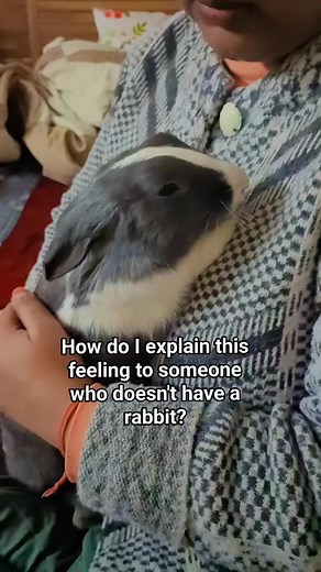 Mama's Boy. Best feeling ever. | Flemish Giant Rabbit