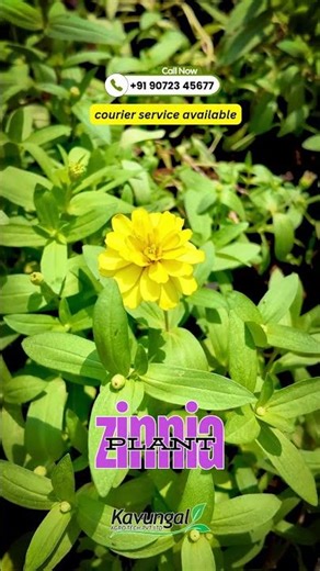 Bright Zinnia Bonanza 🌼 | Book Yours Now!