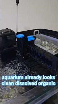 Why I Keep Using Purigen. #purigen #aquariumfiltration #reeftank #freshwateraquarium #nanoreef