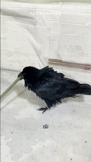 Cute Raven Training Tips: Exotic Pet Basics