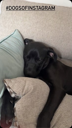 Baby Walter 💙 #babywalter #dogs #dogsofinstagram #puppy puppies #love #pets #sleep What do you think Walter is dreaming about? | Empowered Minds Mental Health Counseling PLLC