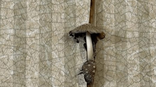 Lawsuit alleges students living in a 'toxic time bomb' inside OSU dorm building