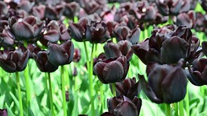 5 Tanaman Hias Bunga Warna Hitam yang Wajib Bunda Tanam