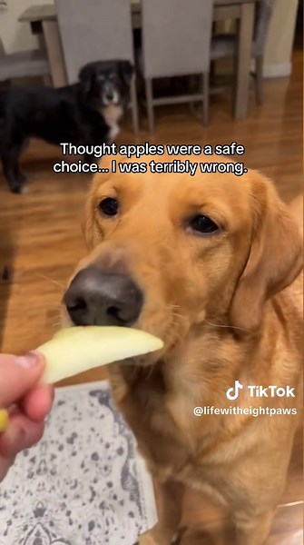 Dog Eating Experience Turns Disastrous: A Taste Test Gone Wrong