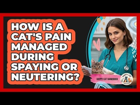 How Is A Cat's Pain Managed During Spaying Or Neutering? - Happy Cat Handbook