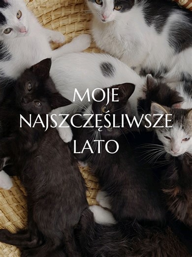 Lato 2020 było moim najszczęśliwszym latem. Bo było latem pełnym kotów. Od dziecka marzyłam o kocie. Potem, już jako dorosła, marzyłam o wielu kotach. Przez lata to marzenie miało swoje granice: najpierw jeden, potem dwa, czasem trzy. Zawsze coś – miejsce, okoliczności, rozsądek – mówiło „dość” Aż w końcu zbudowałam dom na wsi. I wtedy po raz pierwszy poczułam, że nie mam już żadnych ograniczeń. Powstał koci domek – ogrzewany, bezpieczny, z nieograniczonym dostępem do jedzenia i z otwartymi drzw