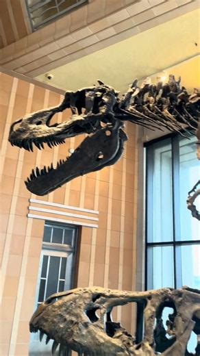 Daspletosaurus Skeleton - Cincinnati Museum Center #daspletosaurus #fossils #museum #shorts