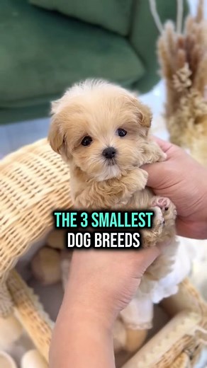 The 3 Smallest dog Breeds are so cute 🥹🐶 #pugdog #pomeranian #chihuahua
