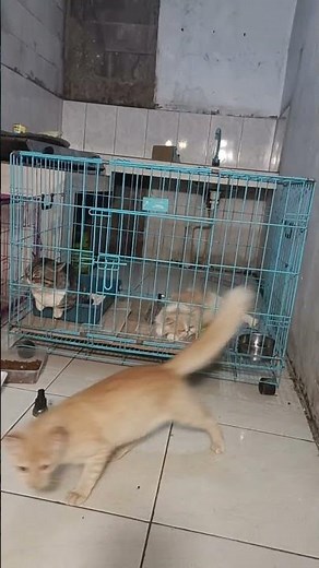 🐱 Live Cats in Their Cages | Calm & Real-Time Stream