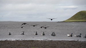 24K views · 938 reactions | Waterfowl hunting out of a layout boat is an incredible experience. To be in their world at water level is a different perspective than other methods used to waterfowl hunt. We were lucky enough to get the experience Brant hunting in Alaska. #FourFlywaysOutfitters | Hunt Factory Inc | Facebook