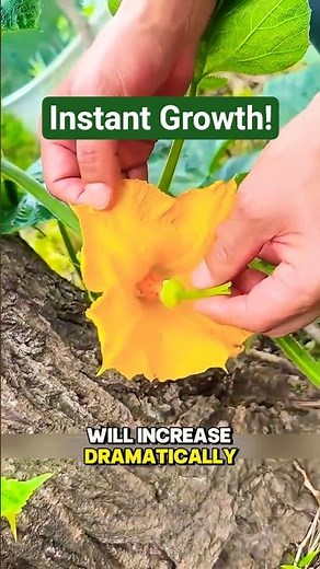 How to Boost Pumpkin Harvest Fast | Simple Tips for Bigger Yields