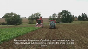The Harvesting Process - A Comprehensive Guide