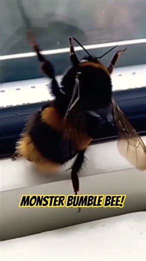 HUGE ALIEN BUMBLE BEE FROM OUTER SPACE! 🌼🌻🌻 @ABAdventuresYT