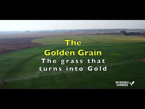 The Golden grain