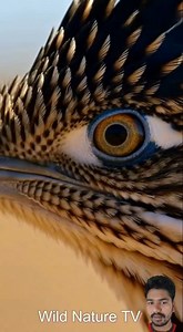 2M views · 23K reactions | “Roadrunner vs Rattlesnake | Speed vs Venom” Witness the ultimate clash of survival instincts! The lightning-fast roadrunner takes on the deadly venom of the rattlesnake. Who will survive? ‍♂️ Experience nature’s raw drama in cinematic realism. #WildlifeBattle #RoadrunnerVsRattlesnake #SpeedVsVenom #EpicWildlife | Wild Nature TV | Facebook