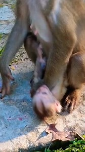 1.3M views · 4.7K reactions | Leo very angry monther #monkey #monkeys #reelsvideos #monkeybaby #adorablemonkey #lovelymonkey #cutemonkey #fypシ゚ #funnyreelsvideo | Monkey Cute | Facebook