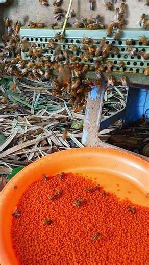 Bee Hive Entrance Busy with Pollen