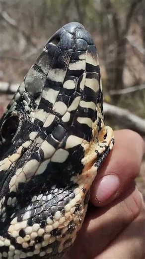 Giant tegu lizard, check it out! #bestvideo #animals #amazingnature #naturallandscape #nature #an...