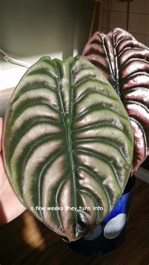 Alocasia cuprea is the alien plant queen of plants 👽 #plants #alocasia #alocasiacuprea #houseplants