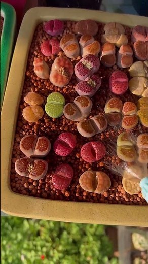 Useful tips for your succulents 🪴