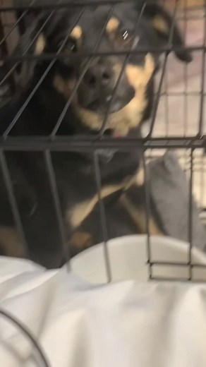 When your dog does something so random even you start questioning reality 😂🐶 #FunnyDogs #DogComedy #PuppyHumor #DogOwners #DogLife | Dog.pet.funny