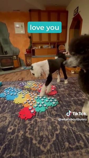 Understanding Pet Bunny Behavior and Care Tips