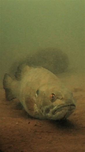 Even fish get the winter blues apparently.. 🥶 Spring will be here before we know it! ☀️ | Wired2Fish