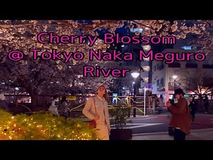 [4K HDR] Tokyo Naka Meguro River Cherry Blossom 2021 at night