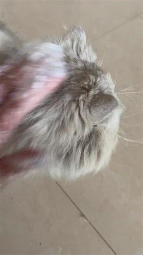 初步检查这只猫 很多打结处 后腿处有大块猫癣，其它部位也有小块猫癣，#流浪猫救助 #加菲猫，猫癣好处理，问题不大 ，之前买的药还有