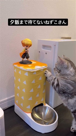 夕飯まで待てないねずこさん #マンチカン #鬼滅の刃 #猫のいる暮らし #猫 #善逸