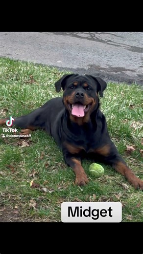 Remix and a dog at the end of the remix. This is why🐊🥇💯