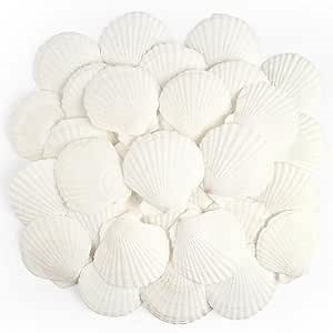 Jangostor 20 PCS Scallop Shells Natural Seashell, 2.3" to 3.5" White Scallop Shells Large Seashells for Crafts Wedding Decor Beach Theme Party, Fish Tank and Vase Filler