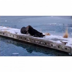 Sea Otters playing at the Homer Harbor! Watch 2 otters hop... #seaotters #alaska #wildlife #salmon
