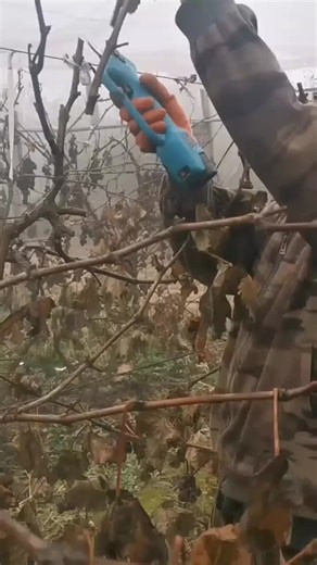 Effective Techniques for Pruning Grapes with Electric Pruners