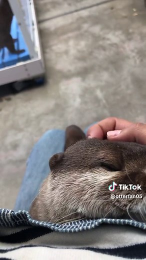 Cute Otter Sounds for Pet Lovers | Day 395 #OtterTok