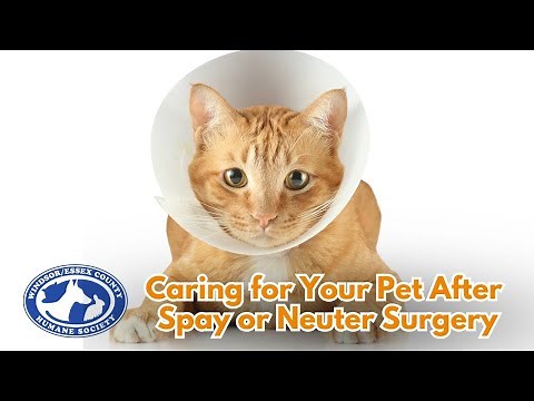 Caring For Your Pet After Spay or Neuter Surgery