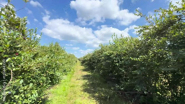 Blueberry farm with a gentle breeze under the blue sky in summer in Auckland, New Zealand. Stock Video