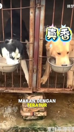 husky yang licik & golden retriever yang jadi korban #lewatberanda #harusberanda #anabulkesayangan