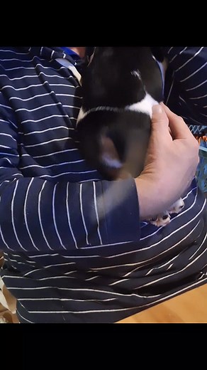 Shake that thang😉 #puppies #bassethound #dog #doglifestyle #happiness #puppylove #doglover #doglife #petlovers | Hounds Hollow Farms and Bassets