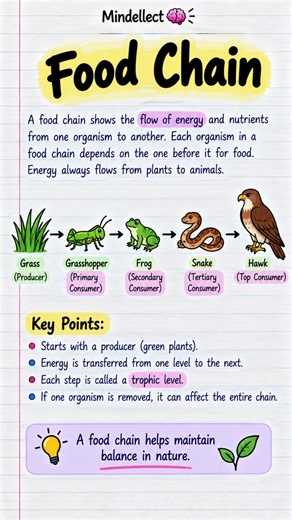 Food Chain Explained in 60 Seconds | Biology #youtubeshorts #biology #nature #shorts #education