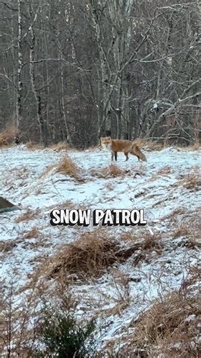 Did you know that foxes do not hibernate? They have a multilayered fur coat that helps them to keep warm. They also wrap their tail around themselves when resting or sleeping. Notes: https://a-z-animals.com/animals/fox/do-foxes-hibernate/ https://www.nwf.org/Educational-Resources/Wildlife-Guide/Mammals/Red-Fox #nature #naturevibes #fox