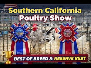 Serama Success at the Southern California Poultry Show 🏆 | Best & Reserve of Breed