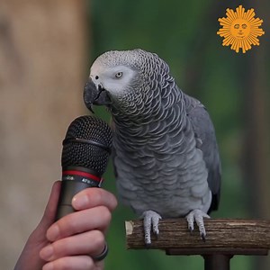 464K views · 32K reactions | Einstein- a resident of Zoo Knoxville in Tennessee, shows off his vast array of impersonations. | CBS Sunday Morning | Facebook