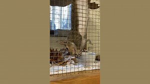 This squirrel in care had lots of fun scavenging for treats on her bat bundle, we even got a pretty good bat impression halfway through! | Wildlife Rehabilitation Center of Minnesota (WRC)