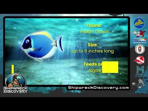 Powder Blue Tang Shipwreck Discovery HD