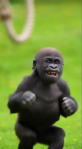"Tarzan in Training! Baby Gorilla Loves the Swing! 🌿🦍" #gorilla #babygorilla #wildlife #zoo #trend