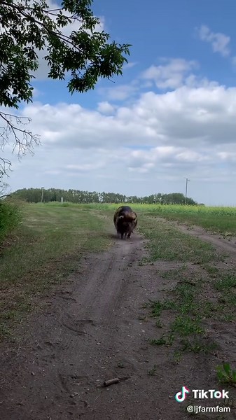 Makin' My Way Downtown Meme Compilation