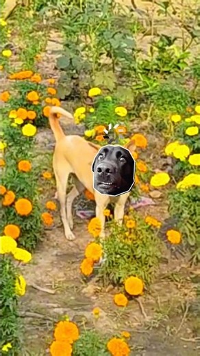 এটা আমার সাথে কি হলো😜#minivlog #funny #entartinment